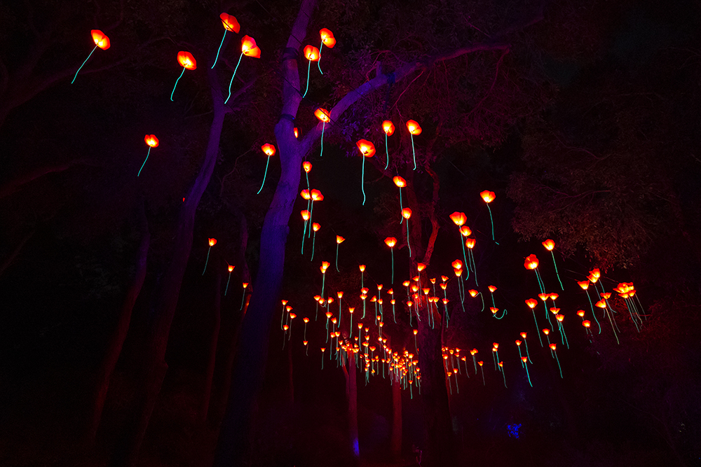 Review: Lightscape at Kings Park and Botanic Garden – X-Press Magazine ...