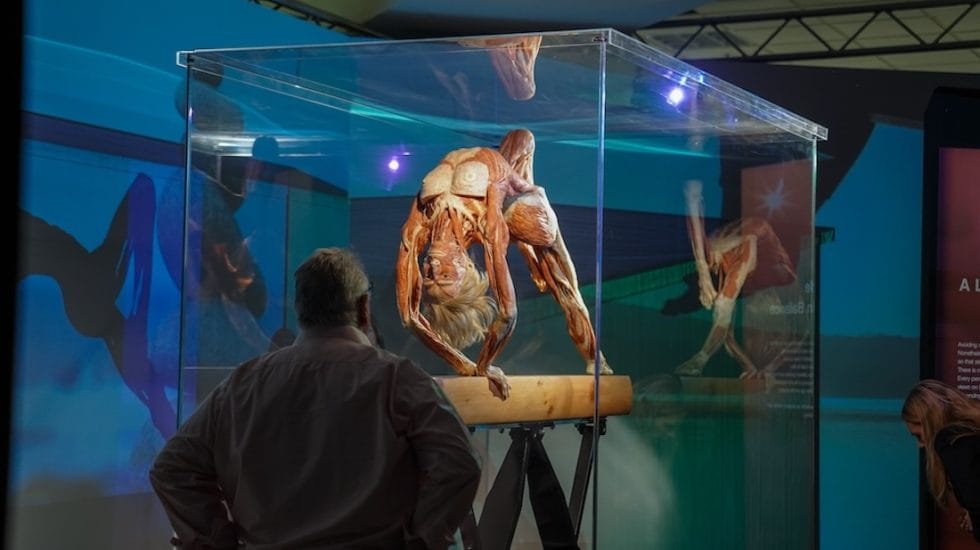 The ‘Anatomy of Happiness’ laid bare in BODY WORLDS exhibition – X ...